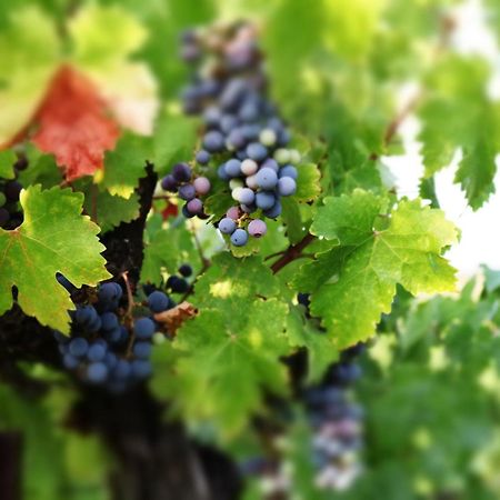 Churon Inn Winery Temecula Esterno foto